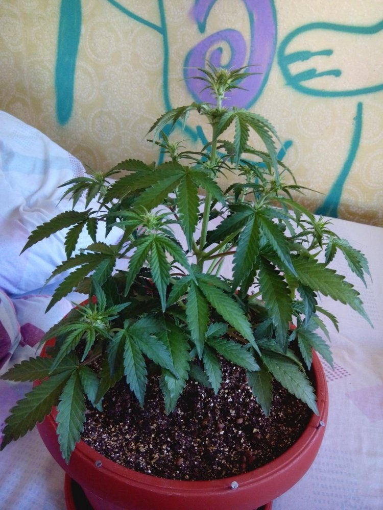 post-19919-0-06874300-1394780882_thumb.jpg