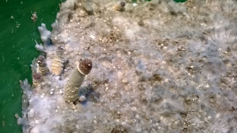 post-20307-0-34581600-1395952967_thumb.jpg