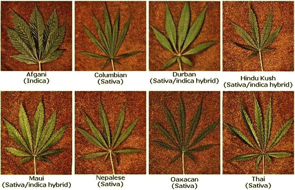 Листья конопли как употреблять не законно ли марихуана