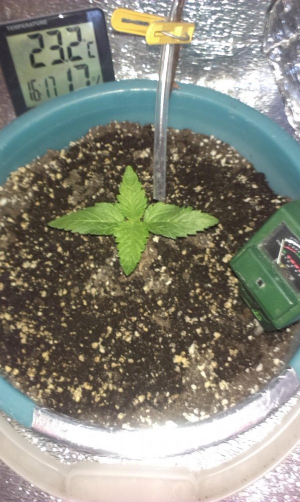 post-9712-0-82210800-1395513592_thumb.jpg