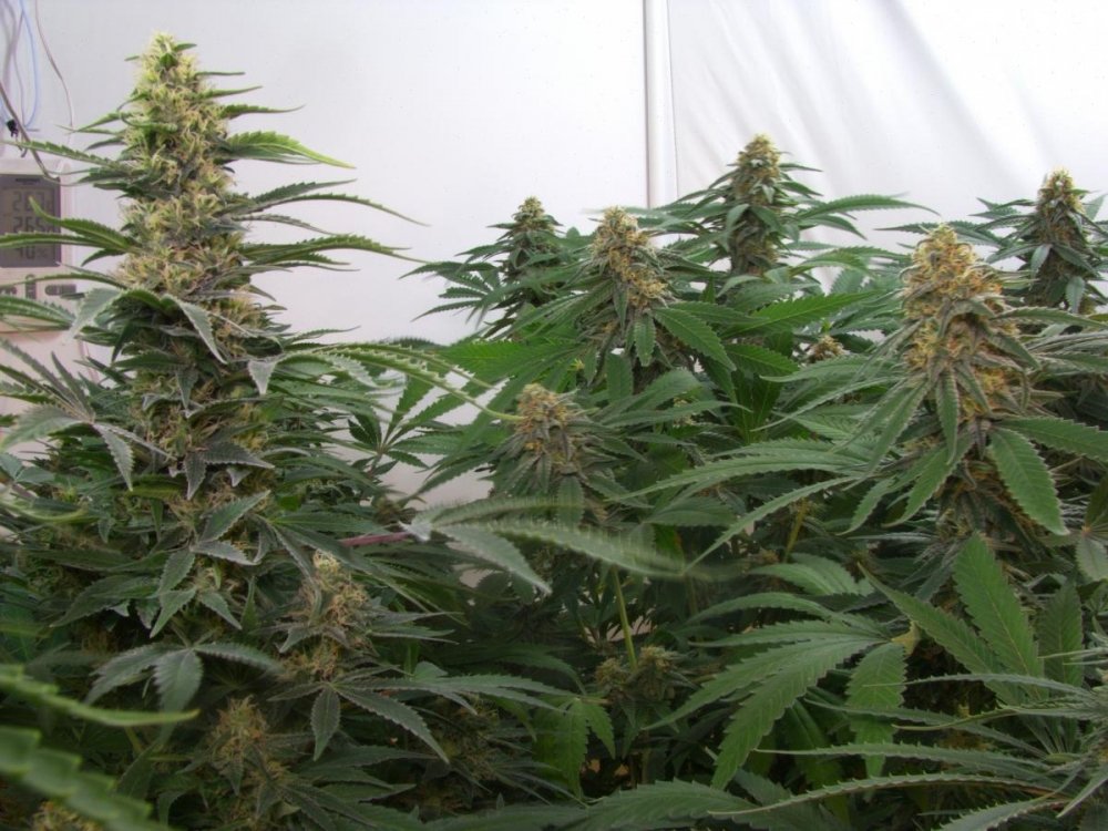 post-17704-0-07749100-1425840453_thumb.jpg