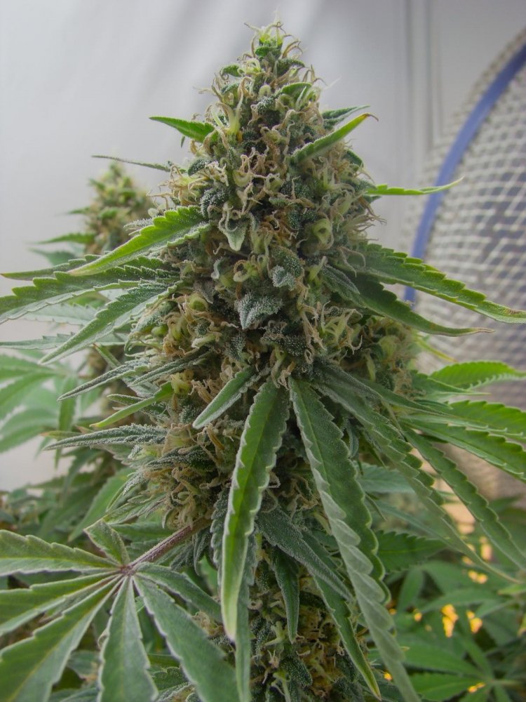 post-17704-0-70322000-1427729436_thumb.jpg