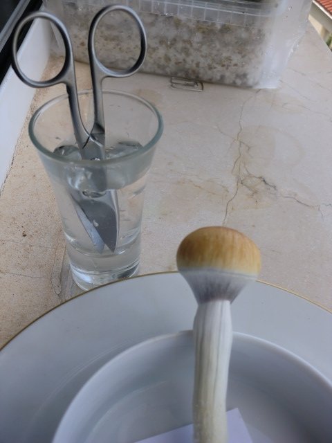 post-22943-0-41881000-1426711707_thumb.jpg