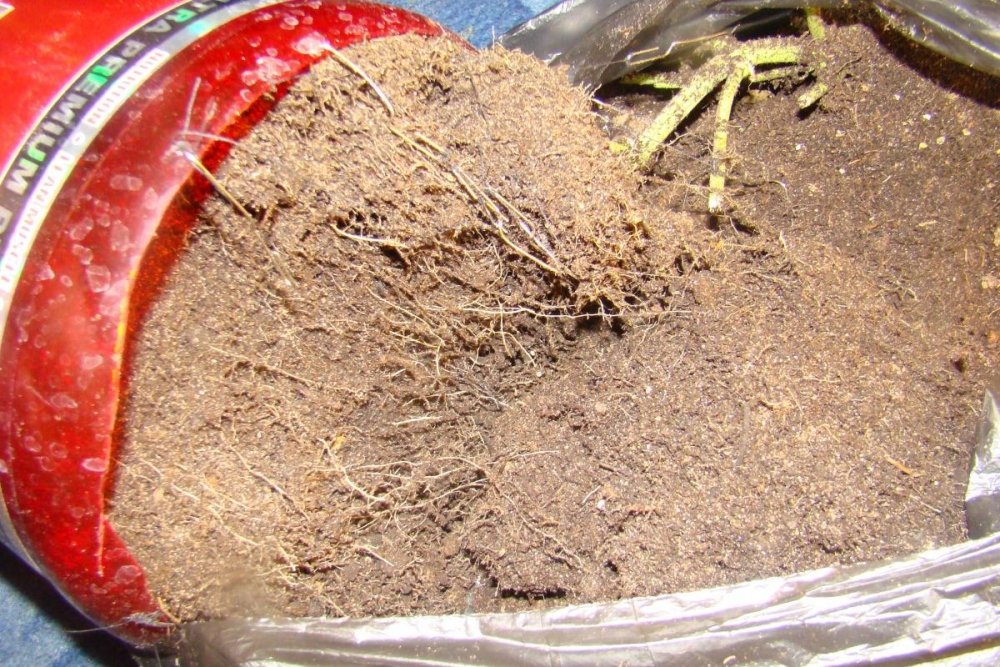 post-23829-0-19640800-1427438575_thumb.jpg