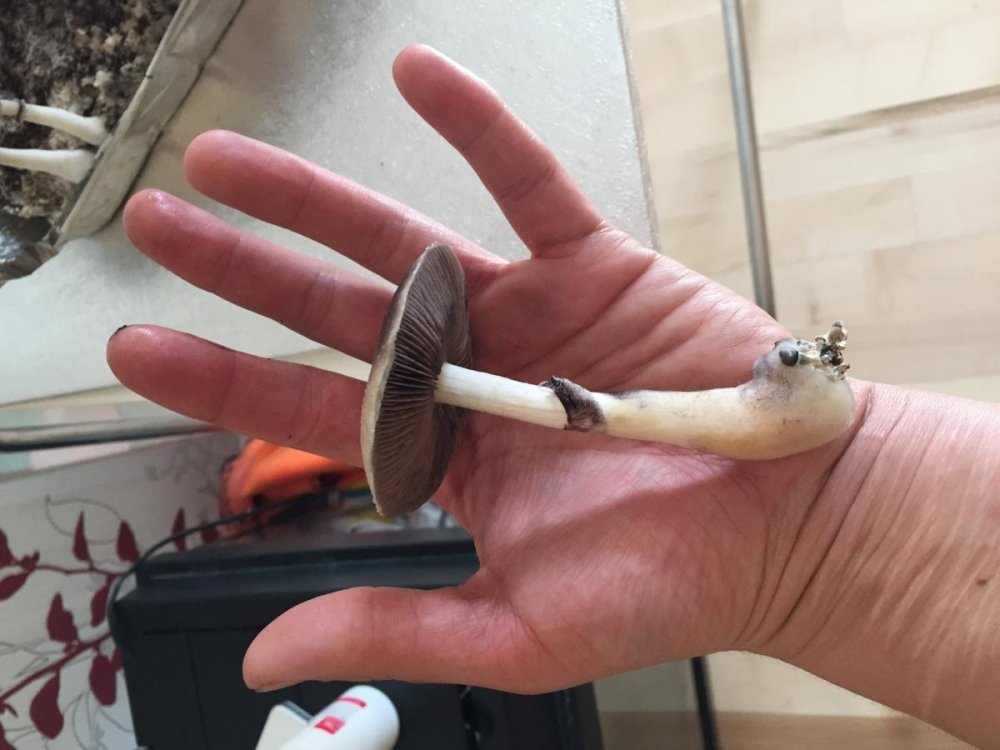 post-25310-0-10634400-1427462541_thumb.jpg