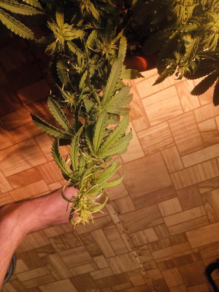 post-20143-0-86428500-1457359339_thumb.jpg