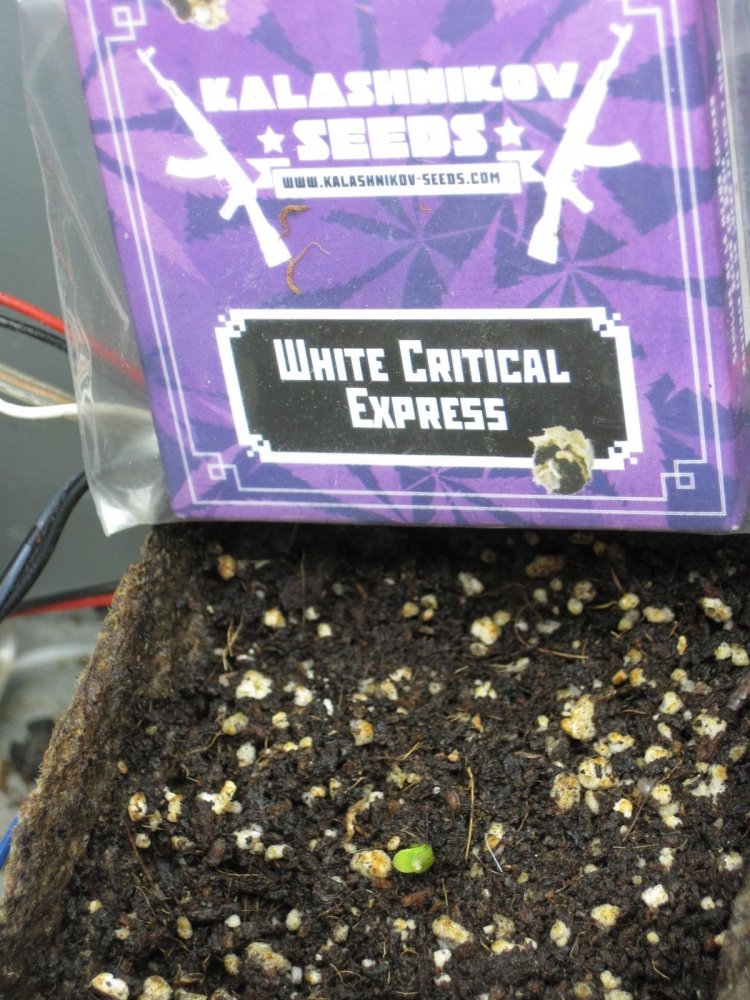 post-33730-0-71398700-1457973934_thumb.jpg