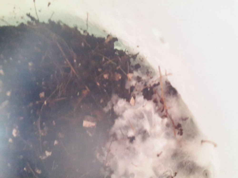 post-34004-0-24335400-1458886951_thumb.jpg