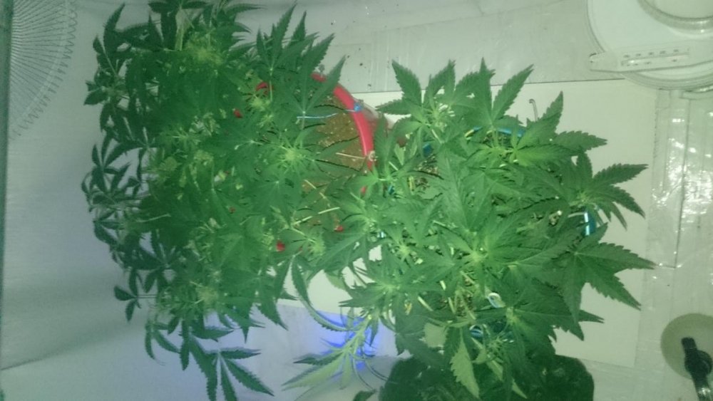 post-11131-0-29915900-1489776931_thumb.jpg