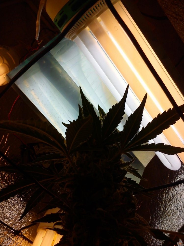 post-41216-0-19135900-1489651985_thumb.jpg