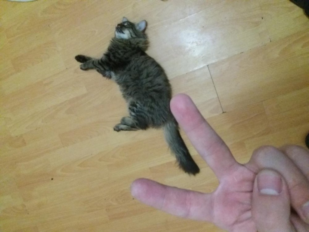 post-41268-0-98902000-1490922637_thumb.jpg