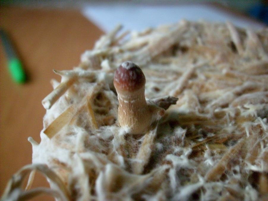 post-91-1207932848_thumb.jpg