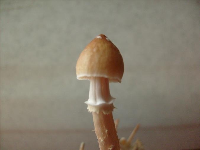 post-91-1208017280_thumb.jpg