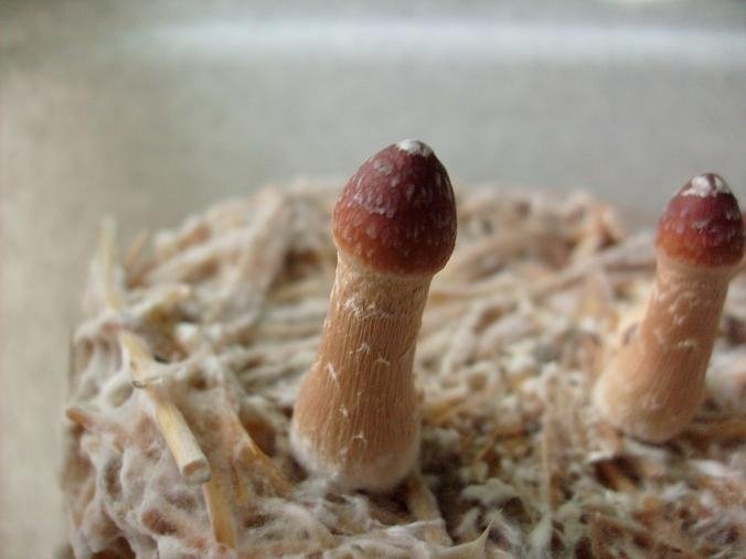 post-91-1208017315_thumb.jpg