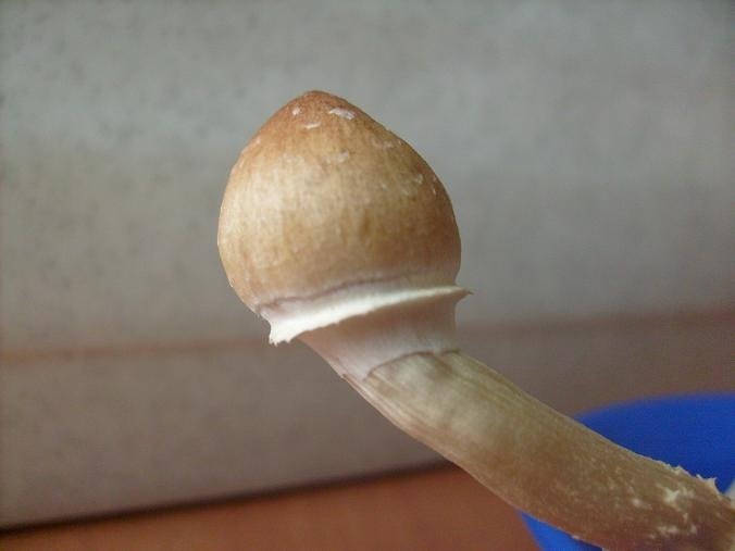 post-91-1208017349_thumb.jpg
