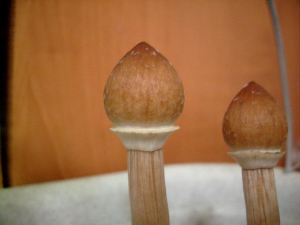 post-91-1208190772_thumb.jpg