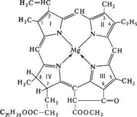 chlorophyll.jpg