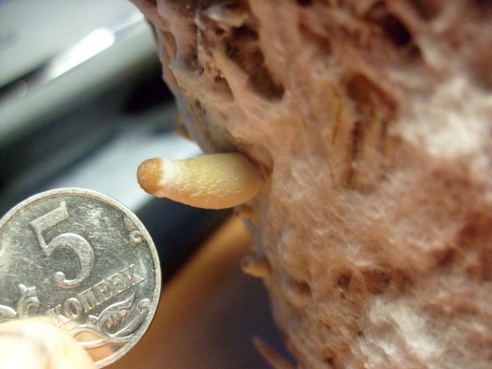 post-91-1240164909_thumb.jpg