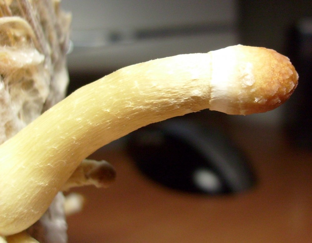 post-91-1240335619_thumb.jpg