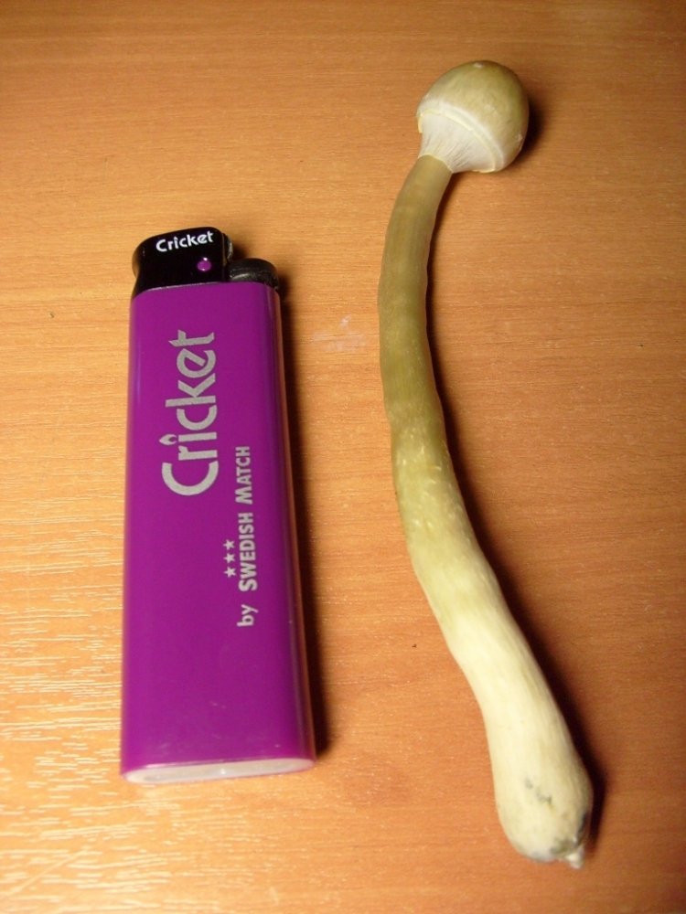 post-91-1240422111_thumb.jpg