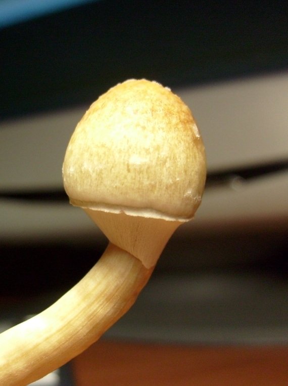 post-91-1240422207_thumb.jpg