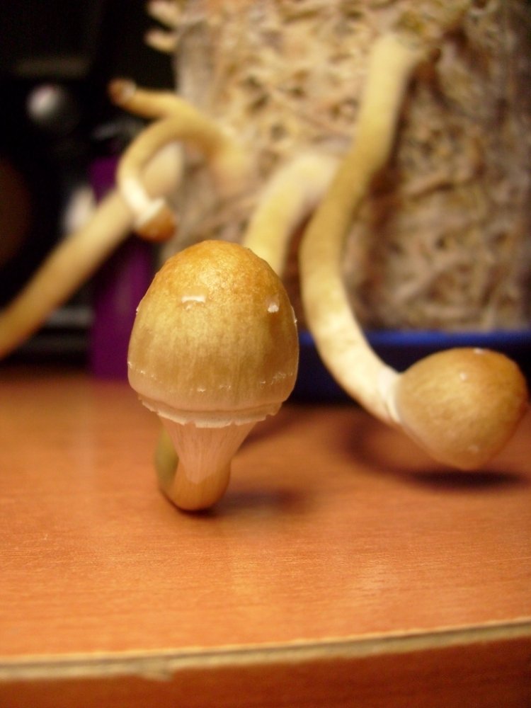 post-91-1240422254_thumb.jpg