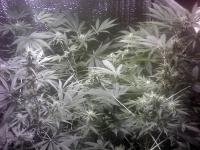 post-2926-1302893894,4098_thumb.jpg