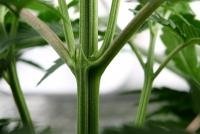 post-3281-1302347119,6812_thumb.jpg