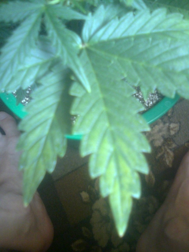 msg-11098-0-95222200-1333366350_thumb.jpg