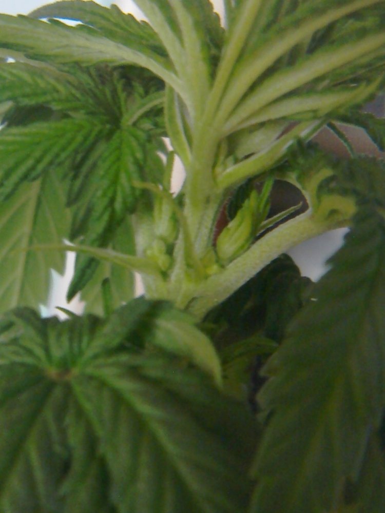 post-11131-0-12010800-1334753692_thumb.jpg
