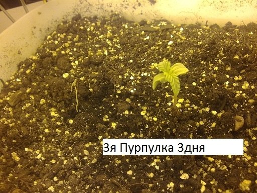 post-11375-0-25595700-1334695279_thumb.jpg