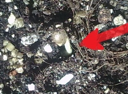 post-11375-0-42222300-1334055643_thumb.jpg