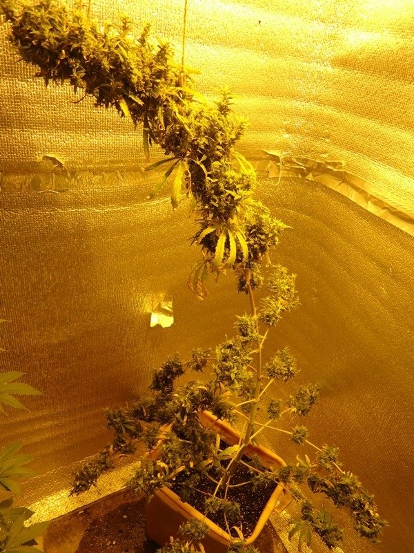 post-3668-0-73906500-1333801694_thumb.jpg
