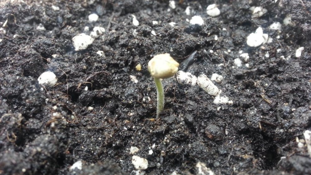 post-12216-0-08171000-1366563501_thumb.jpg