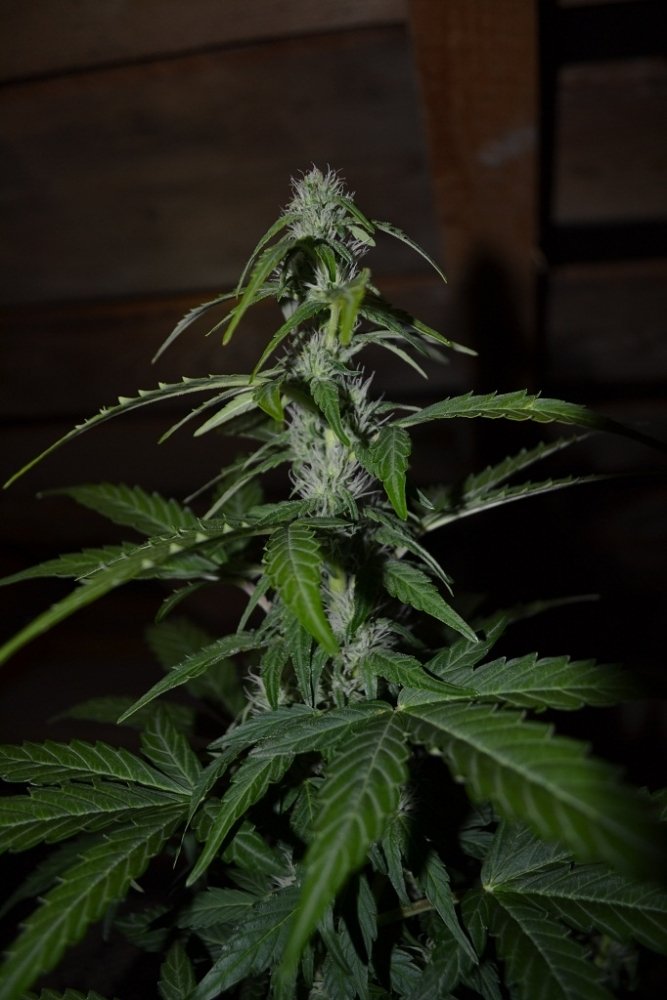 post-19913-0-96677600-1397330289_thumb.jpg