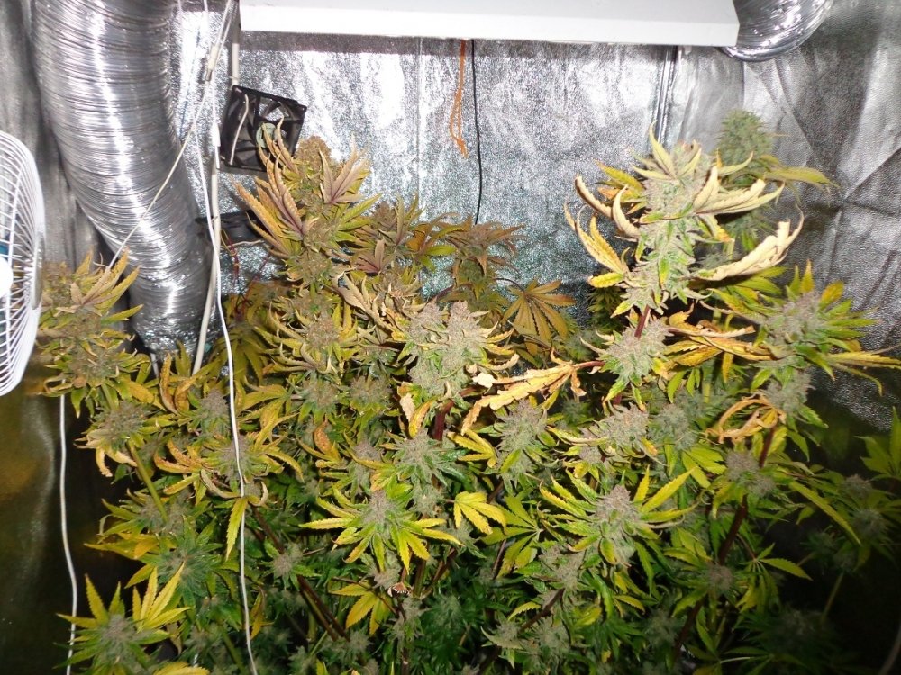 post-11879-0-31276700-1429515779_thumb.jpg