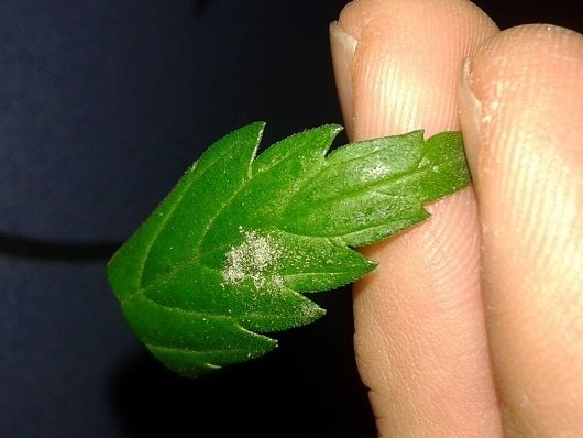 post-11879-0-34667600-1427866463_thumb.jpg