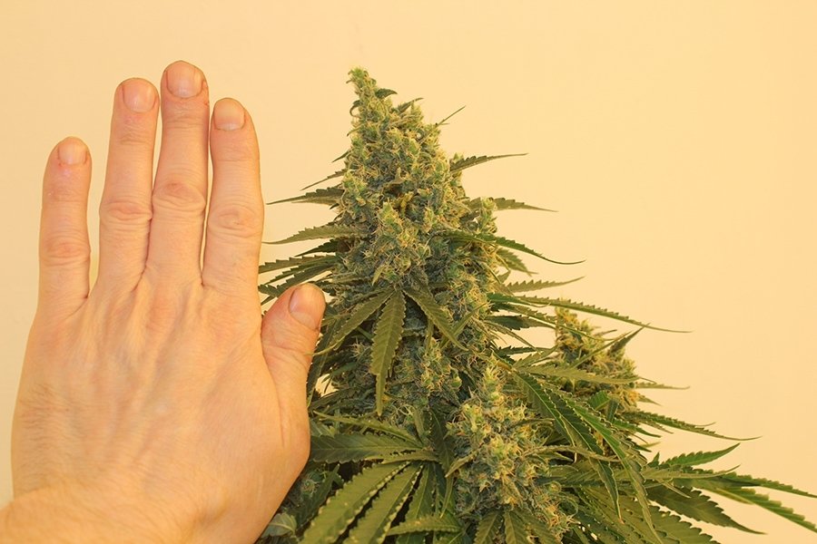post-12460-0-72979600-1429567604_thumb.jpg