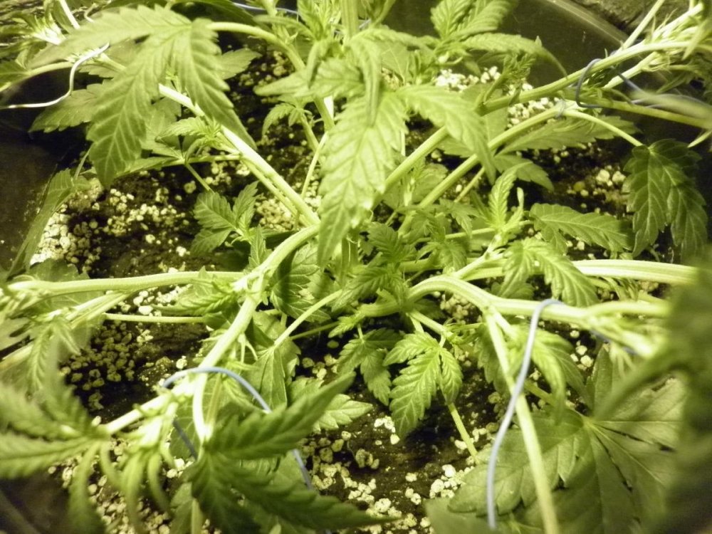 post-13159-0-00092100-1428760389_thumb.jpg