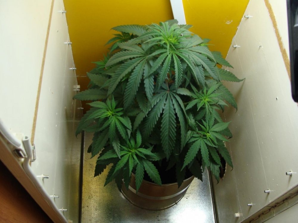 post-15133-0-98230300-1429552252_thumb.jpg