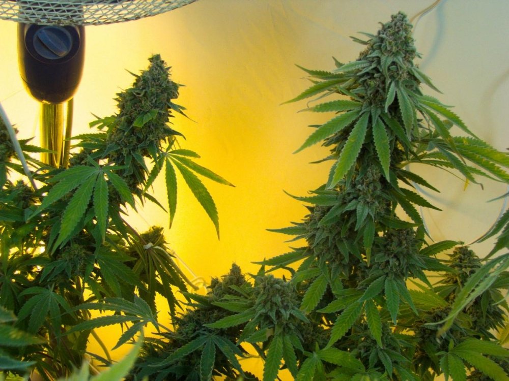 post-17704-0-22259000-1429473226_thumb.jpg