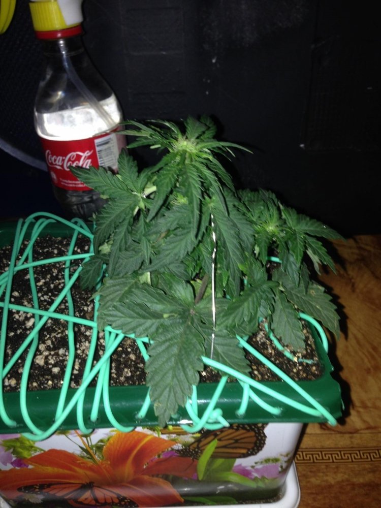 post-21854-0-09683100-1428712410_thumb.jpg