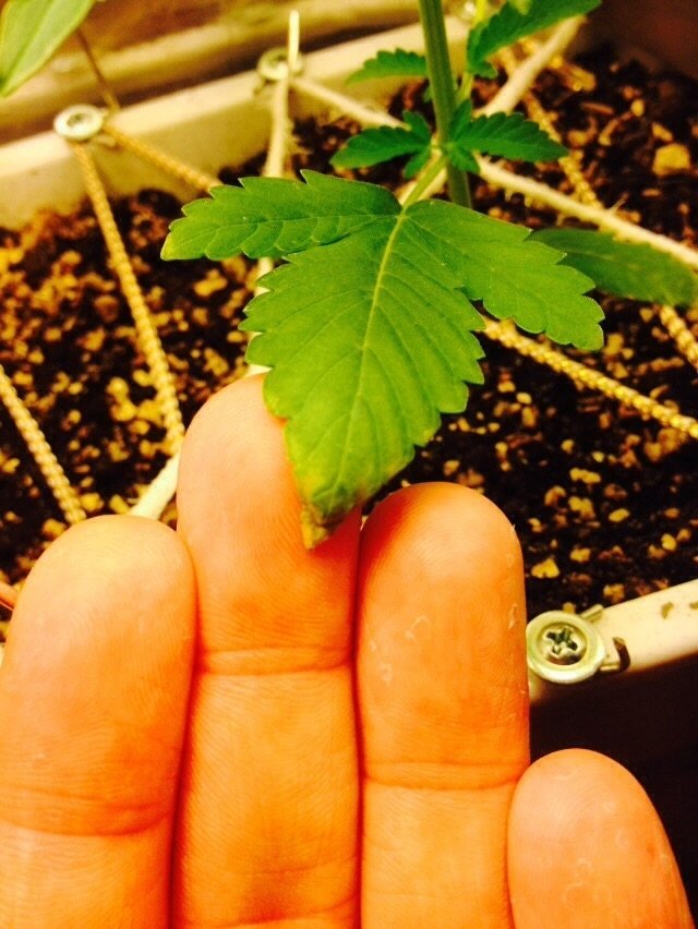 post-25668-0-98641300-1430247057_thumb.jpg
