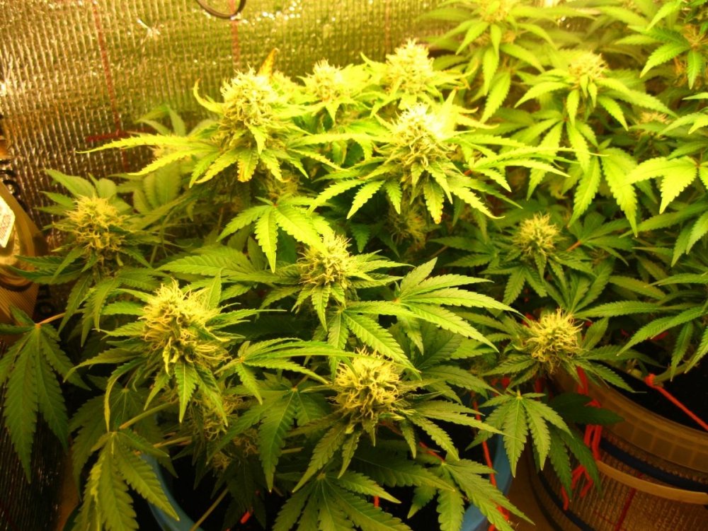 post-26309-0-77757200-1461106388_thumb.jpg