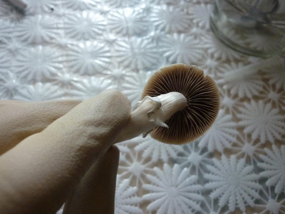 post-35139-0-16459000-1460816329_thumb.jpg
