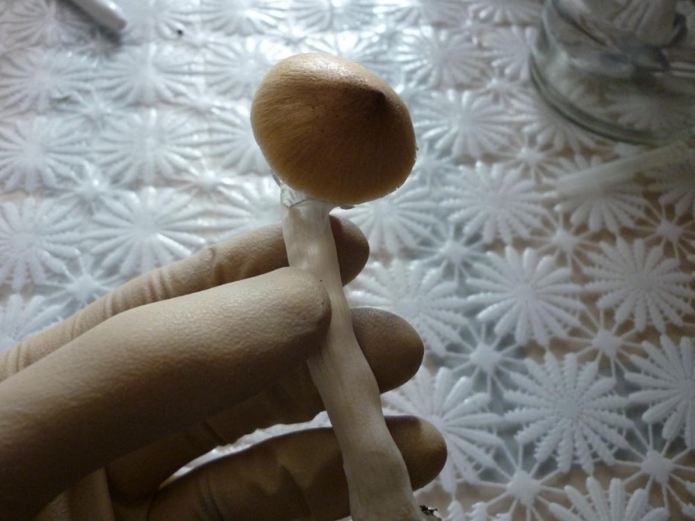 post-35139-0-92075700-1460816305_thumb.jpg