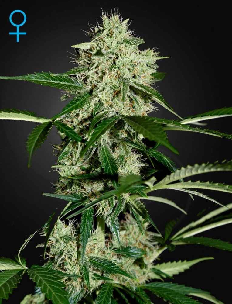 greenhouseseeds-northernlightauto.jpg