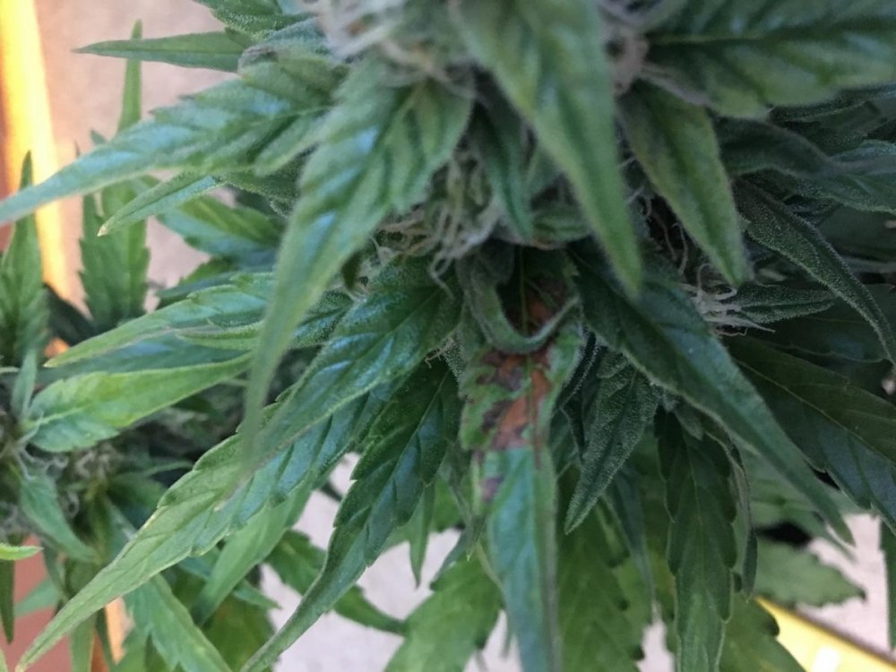 post-31577-0-63633500-1491824804_thumb.jpg