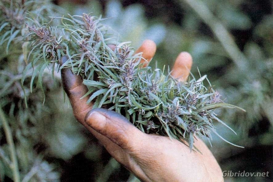 post-34729-0-67801000-1491038853_thumb.jpg