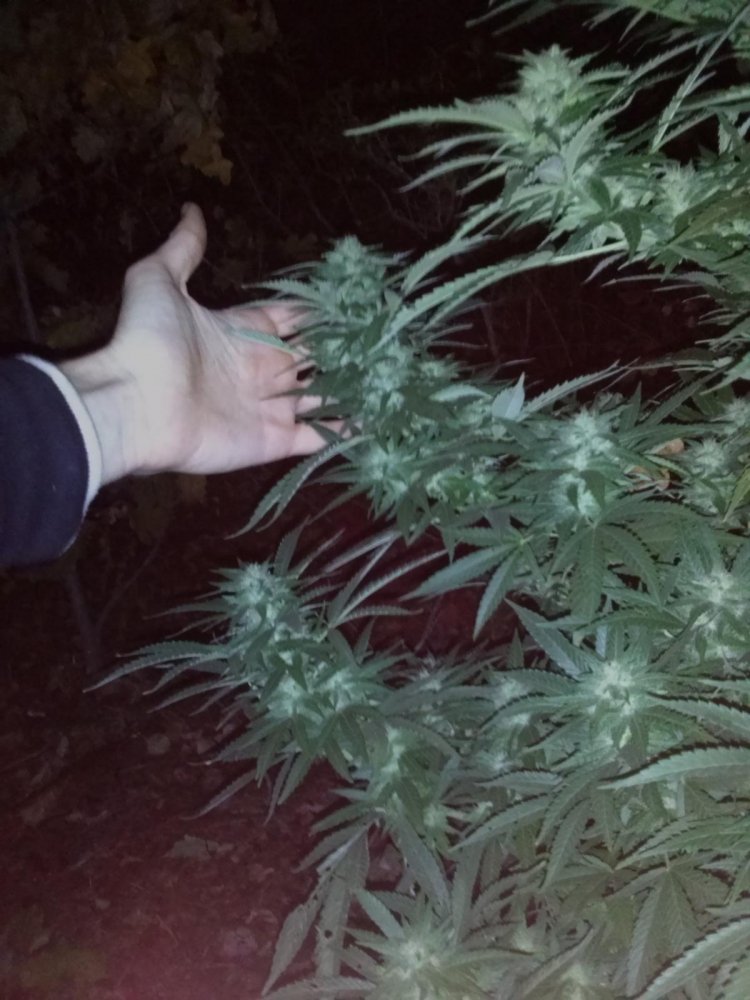 post-34926-0-08270100-1491841482_thumb.jpg
